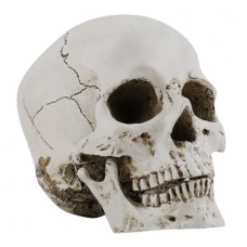 Beige Artificial Human Skull Head Lifelike Resin Full Size Replica Model Skeleton Bone Halloween Decoration For Medicine Teaching